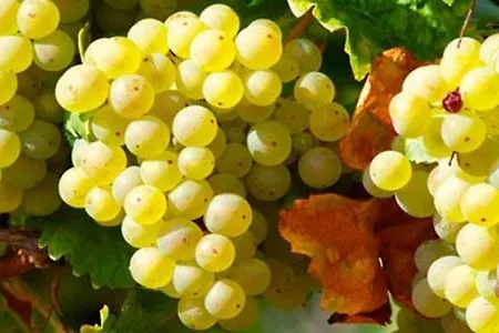 Appartement Margita Lumbarda